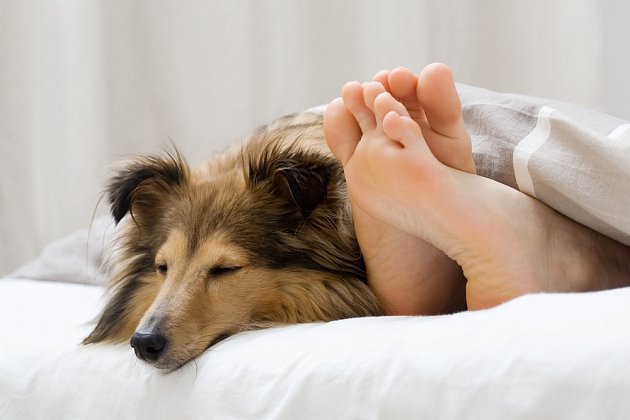 Spaní psa v posteli má své vášnivé zastánce i odpůrce.