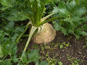 Za klasický je většinou považován celer bulvový. Jedná se o kořenovou zeleninu, která v zemi vytvoří typické bílé bulvy a na povrchu je tvořena křupavou natí s tmavě zelenými listy.