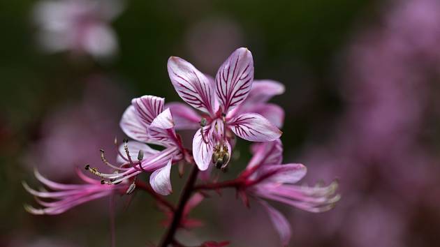 Třemdava - detail květu