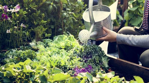 Jaká domácí hnojiva podpoří zdraví, sílu a zdárný růst vašich sazenic?