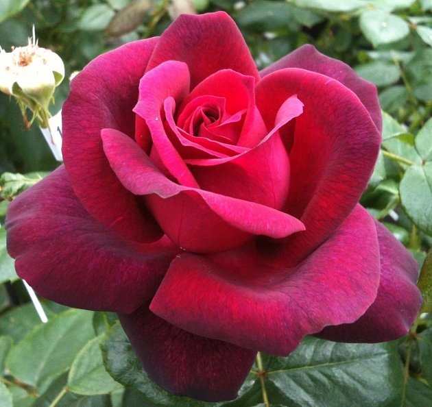 růže odrůdy Gräfin_Diana
