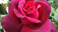 růže odrůdy Gräfin_Diana