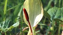 áron plamatý (Arum maculatum)