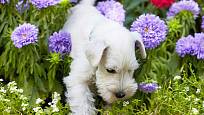 pes a květinový záhon