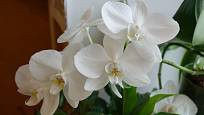 Můrovec (Phalaenopsis) je považován za nenáročnou orchidej.