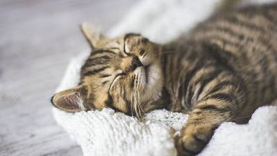 Na jakém místě spí vaše kočka? Vypovídá to velmi mnoho o vašem bytě |  iReceptář.cz