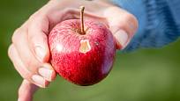 Dozrávající jablka poškozují naklováním i ptáci.