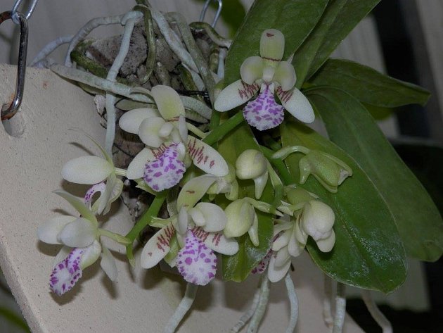 Sedirea japonica - drobná orchidea z Japonska, která nádherně voní. 