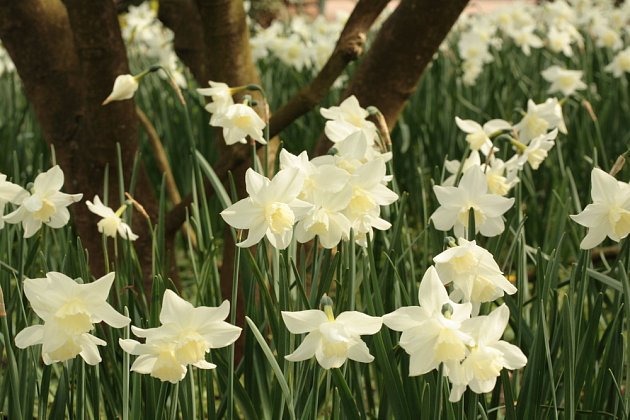 narcis trojmužný, Narcissus triandrus
