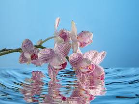 Jak správně zalévat orchideje?