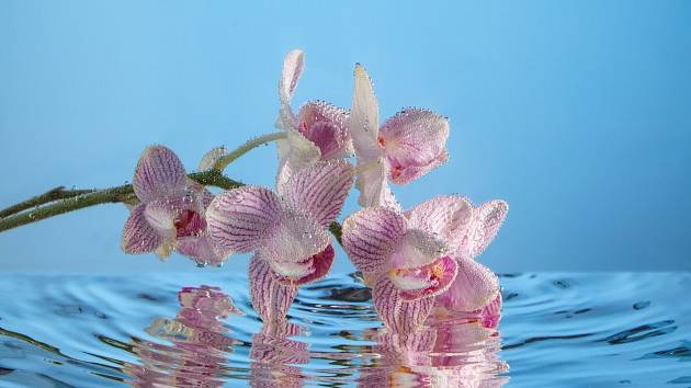 Jak správně zalévat orchideje?