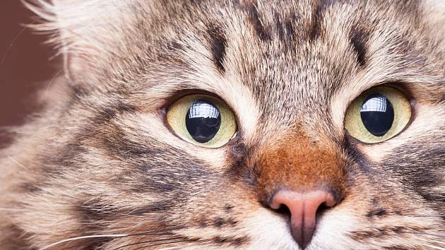 Proč se kočce nedívat zpříma do očí?