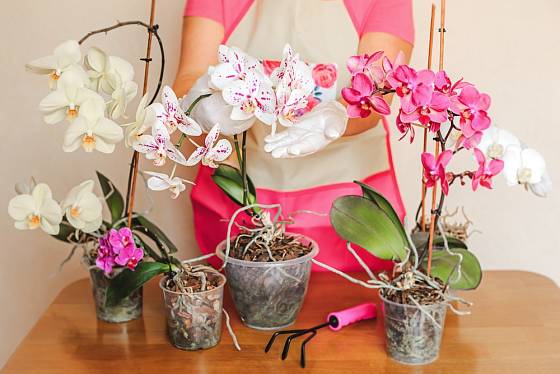 Kvetoucí orchideje jsou ozdobou bytu