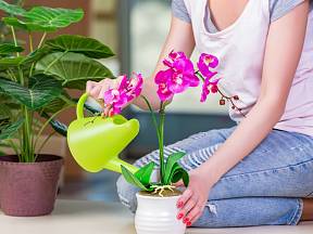 Orchideje zkuste jednou měsíčně zalévat česnekovým výluhem.