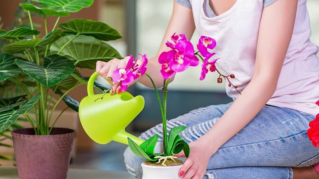 Orchideje zkuste jednou měsíčně zalévat česnekovým výluhem.