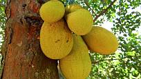 Plodenství jackfruitu roste přímo na kmeni stromu.