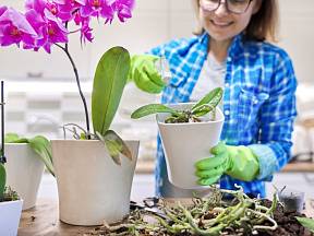 Víte, jak rozmnožit orchidej?