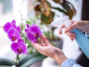Nejlepší na orchideje je postřik v rozprašovači.