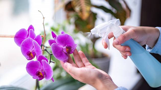 Nejlepší na orchideje je postřik v rozprašovači.