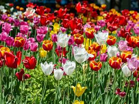 Jak pěstovat tulipány, aby nádherně kvetly?