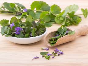 Popenec obecný se používá jako léčivá rostlina, mladé rostliny se přidávají také do nádivek a salátů.