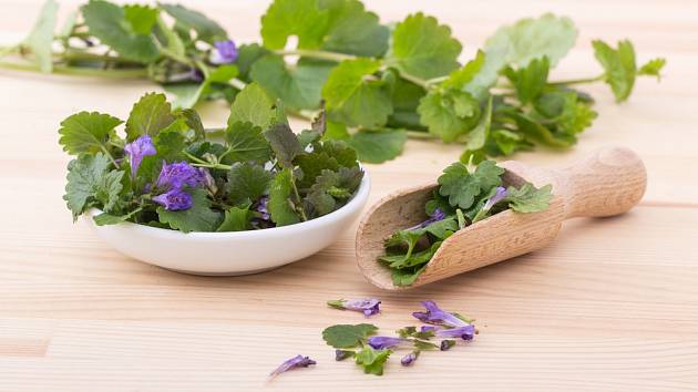 Popenec obecný se používá jako léčivá rostlina, mladé rostliny se přidávají také do nádivek a salátů.