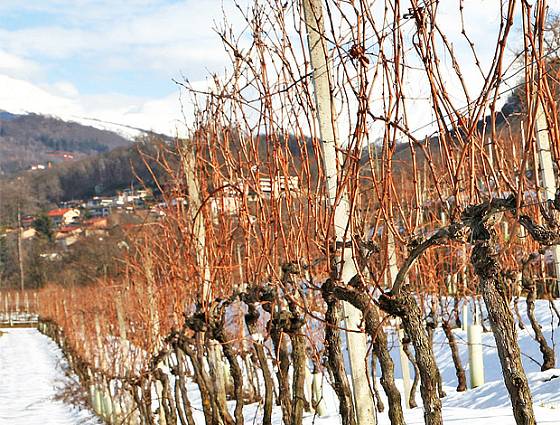 Vinohrad v zimě
