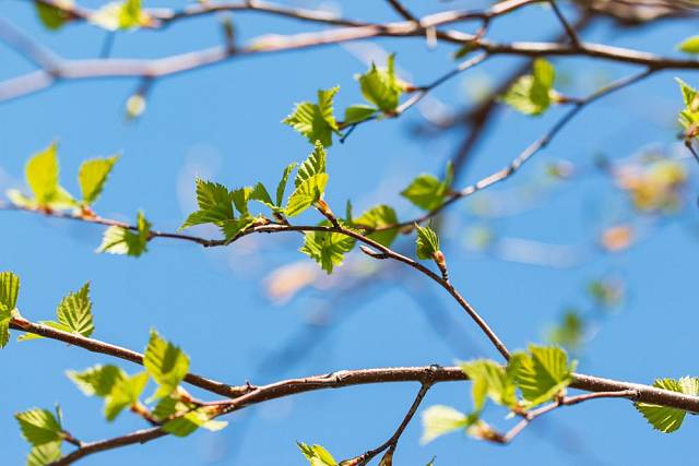 Mladé březové listí je léčivé, navíc je ho v přírodě hojnost