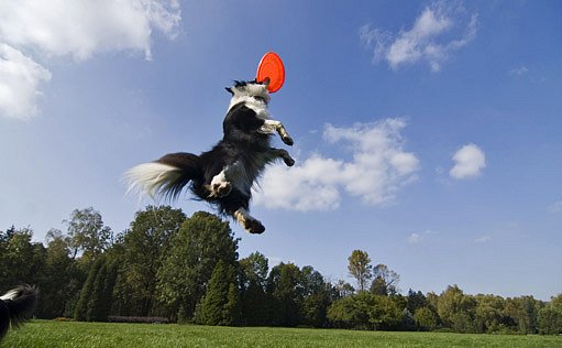 dog frisbee