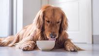 Některé druhy krmiv mohou u psů vyvolávat alergii.