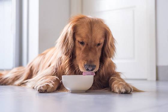 Některé druhy krmiv mohou u psů vyvolávat alergii.