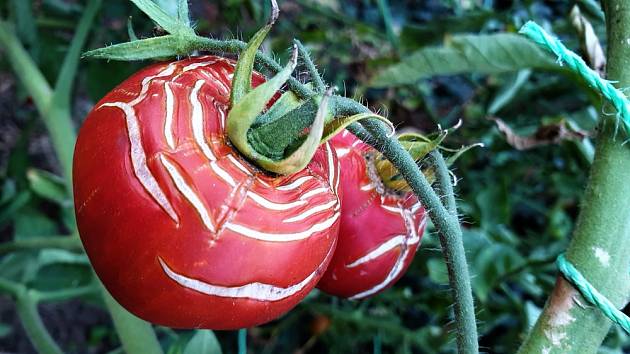 Praskající rajčata: Jak je zachránit a proč se to děje