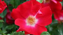 Dortmund (Kordes, Německo, 1952). Svítivý, červenofialový jednoduchý květ s 5 plátky asi 7 cm velký, zvláštní lesklé listy, velké šípky; výška růže 2,5 m. Opakovaně kvetoucí