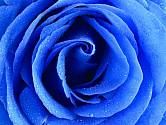 Sen o modré růži