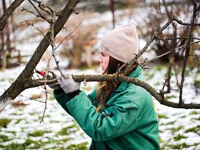 Zimní řez je pro ovocné stromy důležitý.