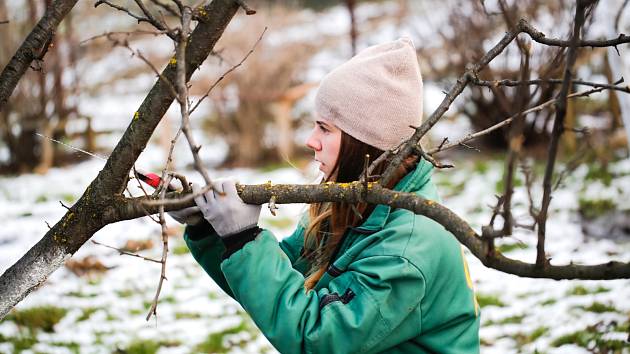 Zimní řez je pro ovocné stromy důležitý.