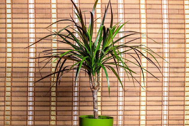 Dračinec vroubený (Dracaena marginata) zpočátku je jednokmenný, starší rostliny se rozvětvují.