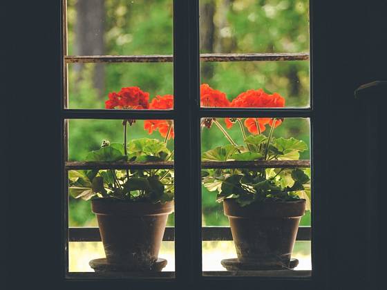 Muškátům se výborně daří mezi okny starých chalup, pokud jsou obývané.