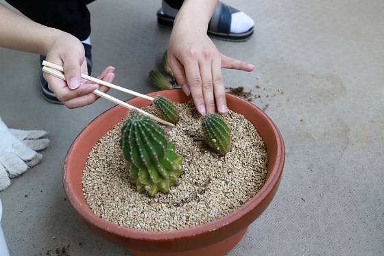 Zvýšenou opatrnost při přesazování vyžadují kaktusy.