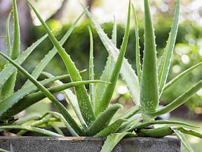 Aloe vera je skvělou pokojovou rostlinou, kterou si může doma pěstovat každý.