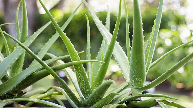 Aloe vera je skvělou pokojovou rostlinou, kterou si může doma pěstovat každý.