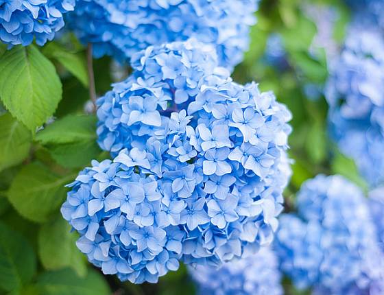 modré hortenzie, legendární zahradní trvalky
