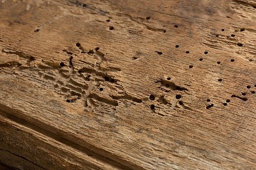 Samotný brouk pouze prokousává chodbičky, dřevem se živí jeho larvy.