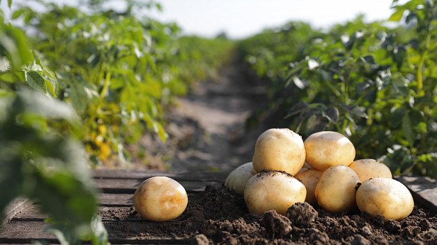 Sázení brambor není tak jednoduché, i půda vyžaduje své