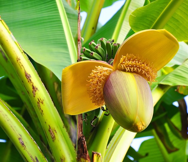 Banánovník má zvláštní květy.