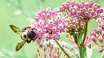 Kvetoucí klejicha masová poskytuje potravu včelám, čmelákům i motýlům