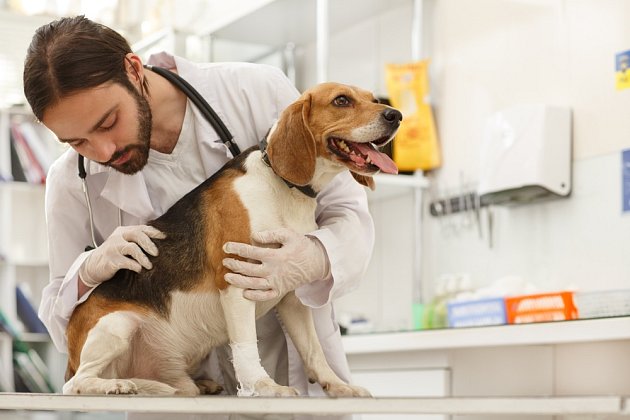 Biologická léčba je ve veterinární medicíně využívána například při léčbě rakoviny mízního systému - u lymfomů.