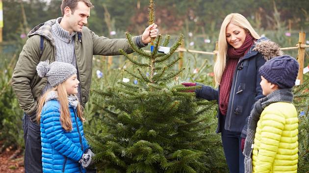 Jak se postarat o živý vánoční stromek?
