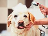 pes koupání sprcha