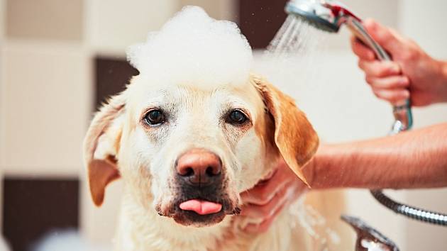 Jak často koupat psa?